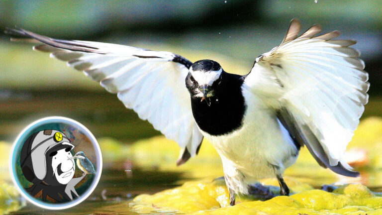 セグロセキレイ 日本を救った伝説の鳥 偉大なる神々の大先生の秘密 ヲヲクラゲを救って