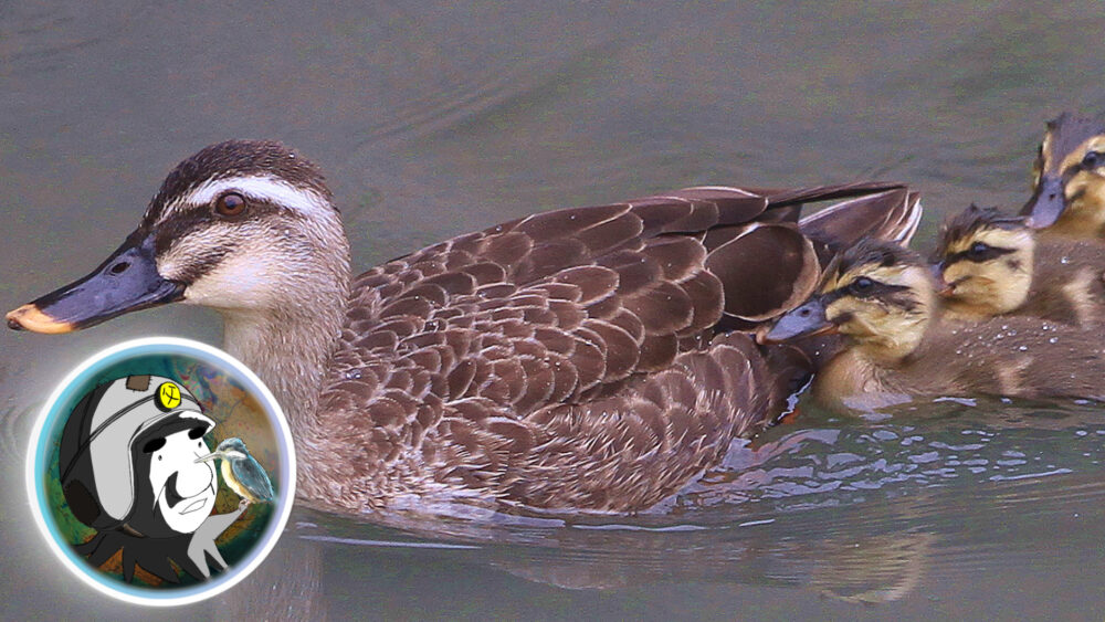 カルガモの可愛いヒナ しかし見るたびに数が減っていくのはナゼ ヲヲクラゲを救って