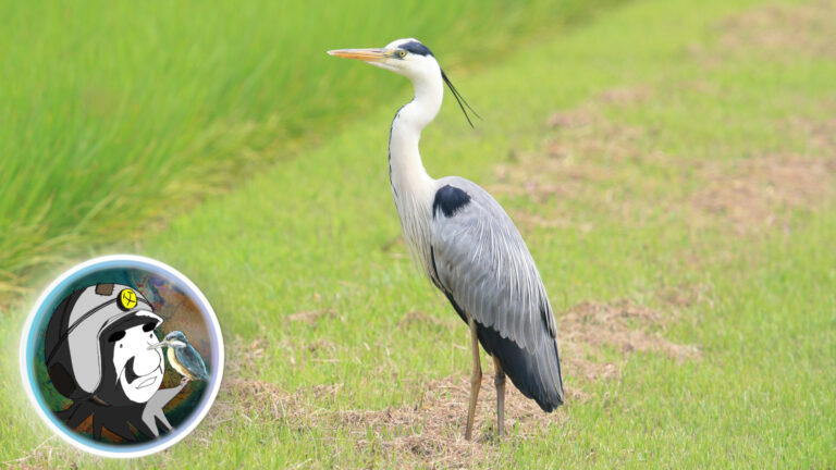 アオサギは青くない 日本野鳥の会県支部長がアオサギの秘密を暴露 ヲヲクラゲを救って