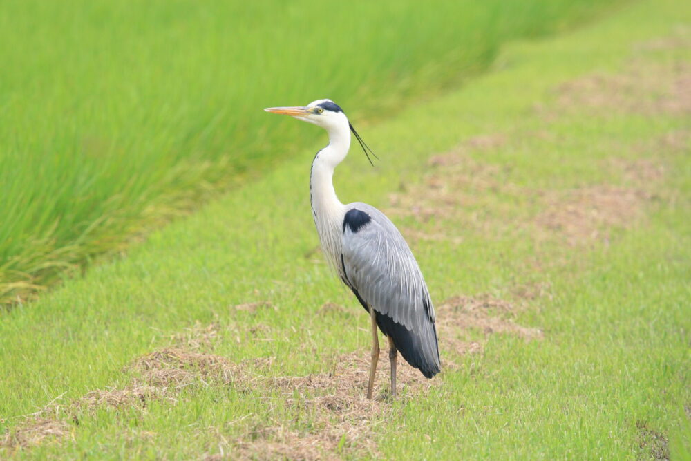 アオサギは青くない 日本野鳥の会県支部長がアオサギの秘密を暴露 ヲヲクラゲを救って