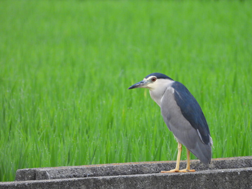 ゴイサギ 夜空の星々の羽衣をまといて 水風呂でくつろぐキュートな鳥 ヲヲクラゲを救って