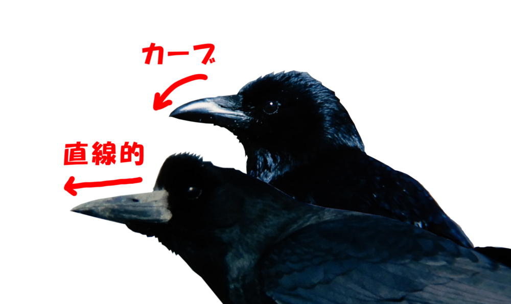 ミヤマガラスの鼻毛がすごい 野鳥の会支部長が鼻毛の秘密を暴露する ヲヲクラゲを救って