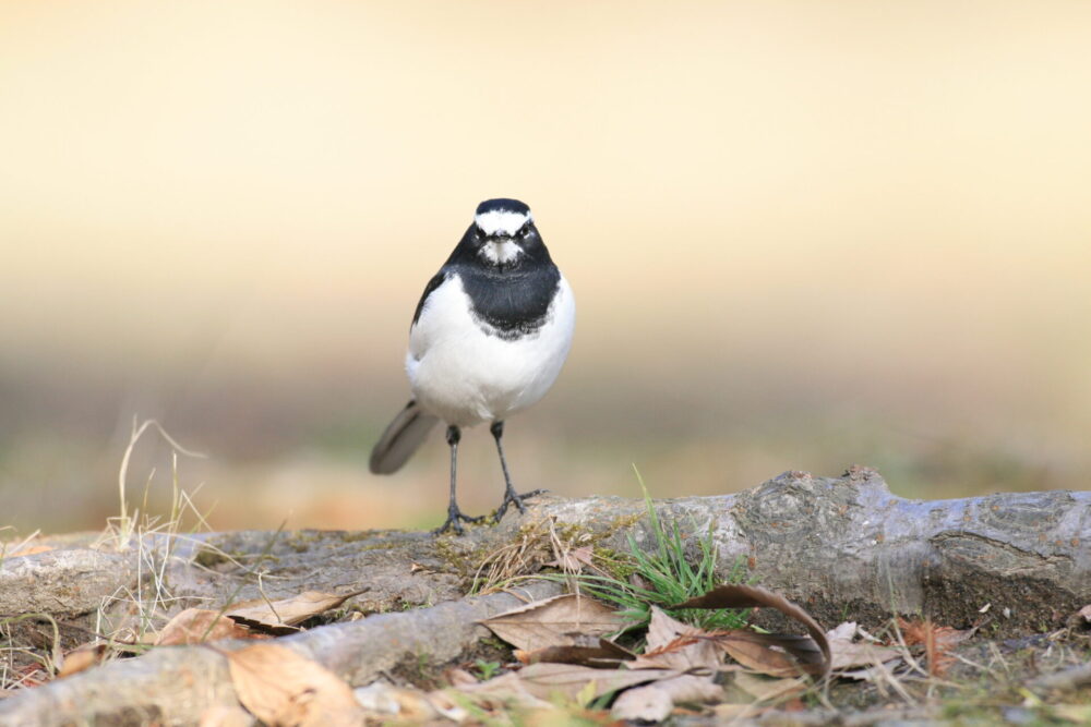 セグロセキレイ 日本を救った伝説の鳥 偉大なる神々の大先生の秘密 ヲヲクラゲを救って