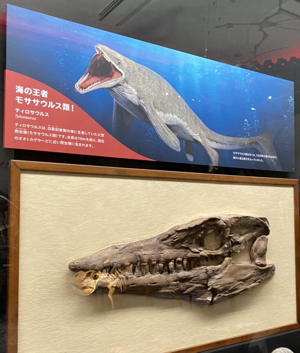 海の王者ティロサウルス。円柱状の長い前上顎骨（吻）が特徴的。