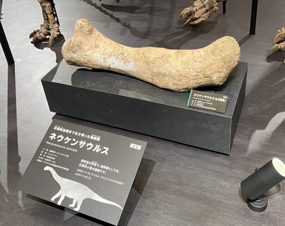 白亜紀後期まで生き残った竜脚類。ネウケンサウルスの左大腿骨。