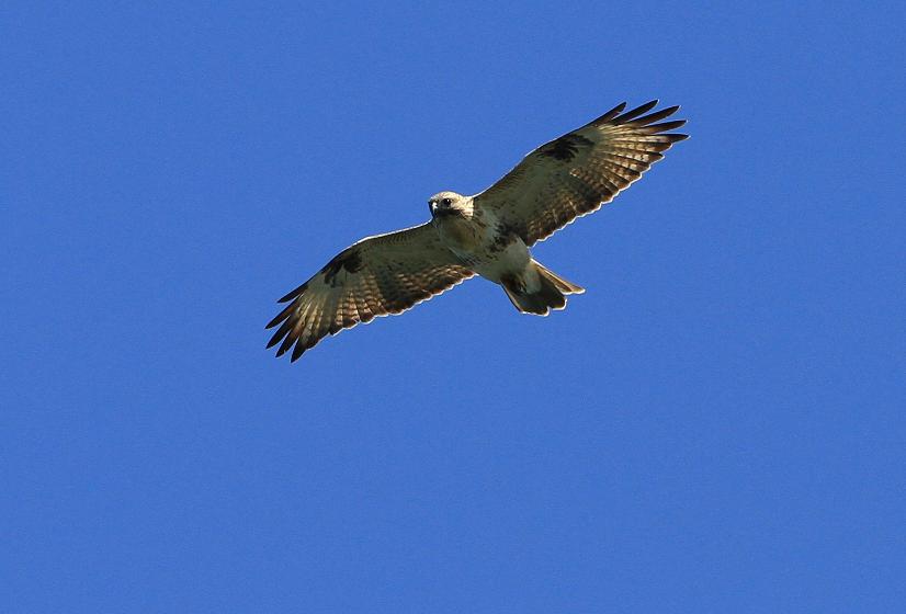 戦闘型ヘリコプター ノスリ その驚くべき狩猟方法を暴露する ヲヲクラゲを救って